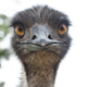 Emus may have lovable faces, but that doesn’t mean you should ignore CDC guidelines on bird flu.